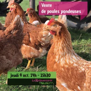 Vente de poules pondeuses – 9/10/2025